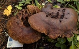Sarcodon imbricatus image