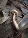 Suillus viscidipes image