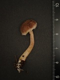 Suillus viscidipes image