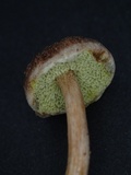Suillus viscidipes image