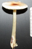Leucocoprinus brebissonii image
