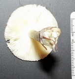 Leucocoprinus brebissonii image