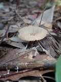 Laccaria vinaceoavellanea image