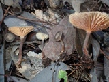 Laccaria vinaceoavellanea image