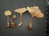 Laccaria vinaceoavellanea image