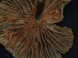 Laccaria vinaceoavellanea image