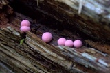 Lycogala epidendrum image