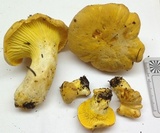 Cantharellus roseocanus image