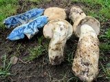 Gyroporus cyanescens image