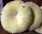 Lentinus levis image