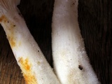Lentinus levis image