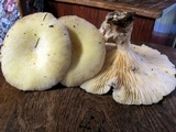 Lentinus levis image