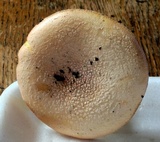 Amanita wellsii image