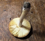 Amanita wellsii image