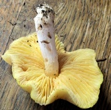 Entoloma luridum image