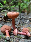 Chalciporus rubinellus image
