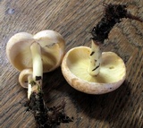 Rhodocollybia maculata var. scorzonerea image