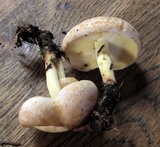 Rhodocollybia maculata var. scorzonerea image