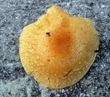 Hemipholiota populnea image