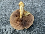 Hemipholiota populnea image