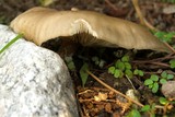 Melanoleuca graminicola image