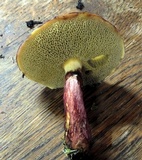 Suillus spectabilis image
