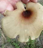 Royoporus badius image