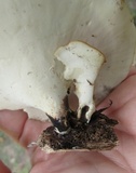 Royoporus badius image