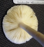 Leucocoprinus brebissonii image