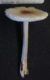 Leucocoprinus brebissonii image