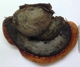 Fomitopsis mounceae image