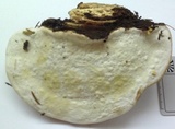 Fomitopsis mounceae image