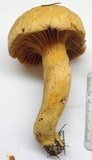 Chroogomphus tomentosus image