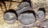 Camillea labellum image