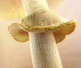 Amanita flavorubens image