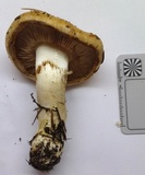 Cortinarius variosimilis image