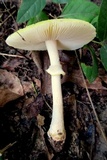Amanita flavorubens image