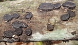 Camillea labellum image
