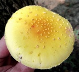 Amanita flavorubens image