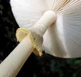 Amanita flavorubens image