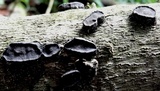 Camillea labellum image