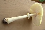 Amanita flavorubens image