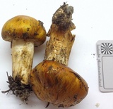 Tricholoma focale image
