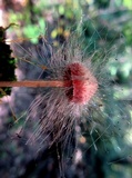 Spinellus fusiger image