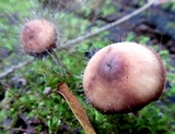 Spinellus fusiger image