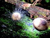 Spinellus fusiger image