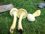 Gymnopilus luteus image