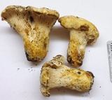 Cantharellus subalbidus image