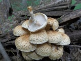 Pholiota squarrosoides image