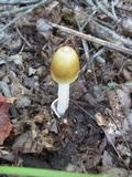 Amanita sinicoflava image
